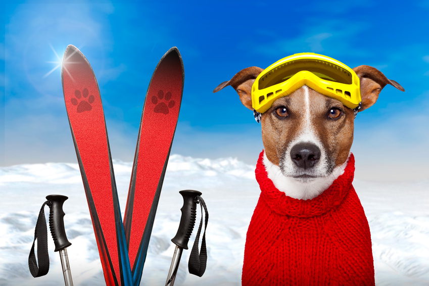 Pest forvridning Rejse Skiurlaub mit Hund - Urlaub mit Hund in der Residenz Gruber