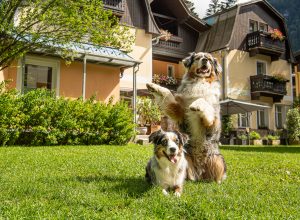 Urlaub mit Hund in Gastein, Hundeurlaub, Urlaub mit Hund in Österreich, Ferien mit Hund, Hotel mit Hotel, Hundehotel